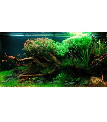 planted tank